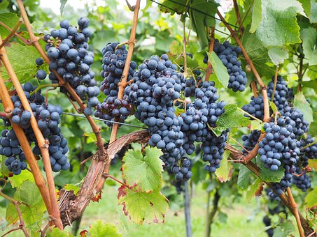 Winogron Winorośl Leon Millot Niebieska - ODMIANA PROFESJONALNA Vitis vinifera 'Leon Millot' 10