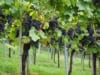 Winogron Winorośl Leon Millot Niebieska - ODMIANA PROFESJONALNA Vitis vinifera 'Leon Millot' 11