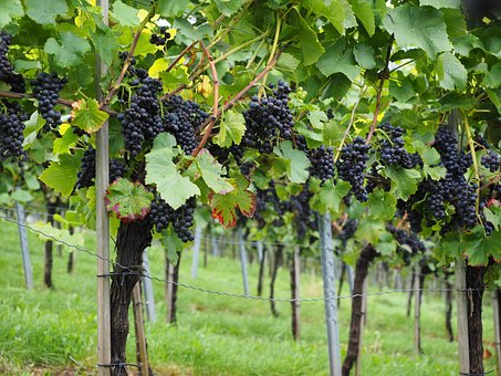 Winogron Winorośl Leon Millot Niebieska - ODMIANA PROFESJONALNA Vitis vinifera 'Leon Millot' 11