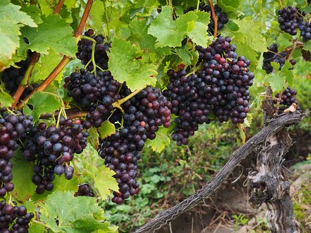 Winogron winorośl bezpestkowy Einset Seedless - ODMIANA NA RODZYNKI Vitis vinifera 'Einset seedless' 8