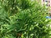 Thuja Smaragd formowana na pniu Thuja Smaragd formowana na pniu 5