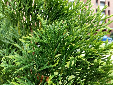 Thuja Smaragd na pniu Thuja Smaragd na pniu 6