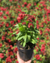 Gailardia Mesa RED - Krwista czerwień Gailardia Mesa RED 3