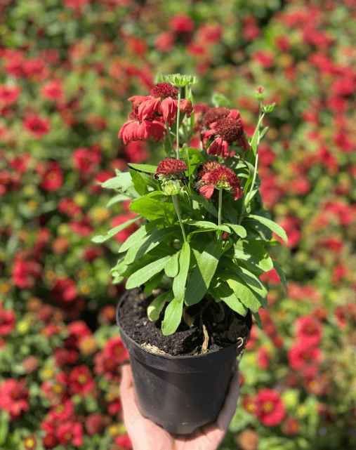Gailardia Mesa RED - Krwista czerwień Gailardia Mesa RED 3