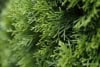 Thuja Smaragd na pniu Thuja Smaragd na pniu 5