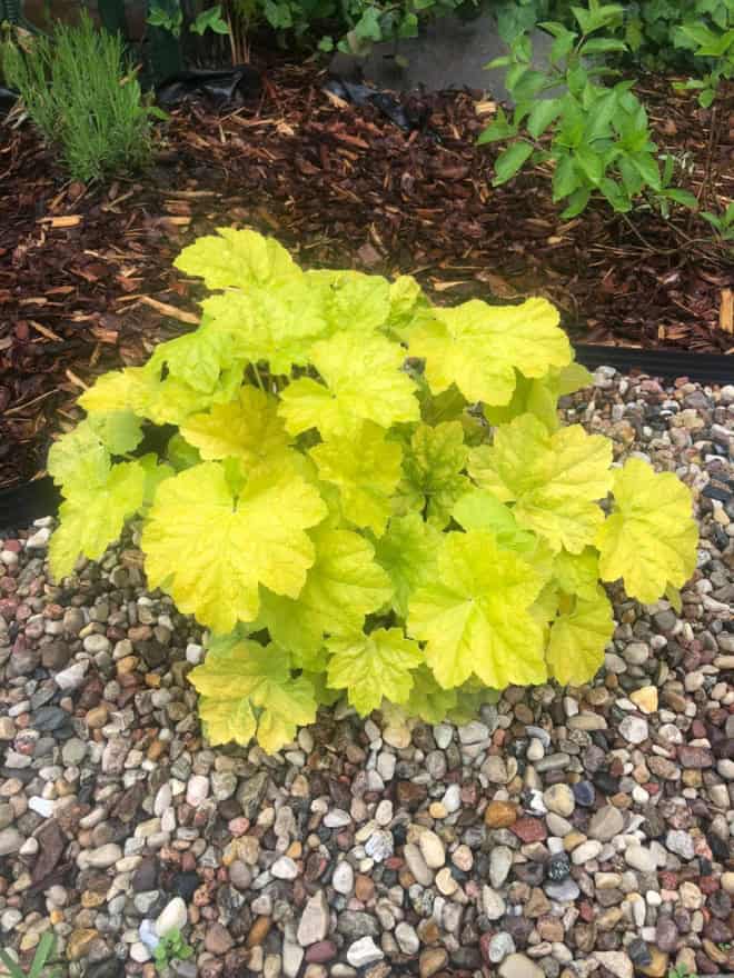 Żurawka World Caffe Romano - heuchera- Złota odmiana Heuchera 'World Caffe Romano' 4