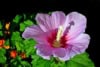 Ketmia syryjska hibiskus - RÓŻOWA łatwa w uprawie Hibiscus Pink 4