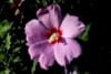 Ketmia syryjska hibiskus Woodbridge - Różowa z czerwonym środkiem Hibiscus Woodbridge 1