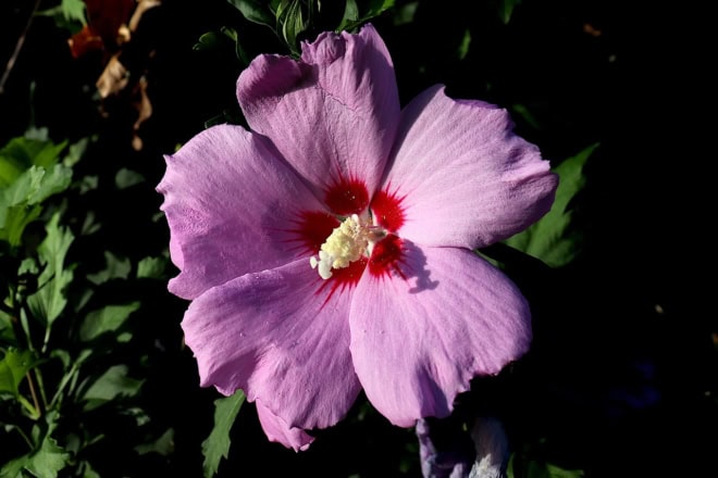 Ketmia syryjska hibiskus Woodbridge - Różowa z czerwonym środkiem Hibiscus Woodbridge 1