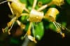 Wiciokrzew japoński - Piękne kwiaty Lonicera japonica 6