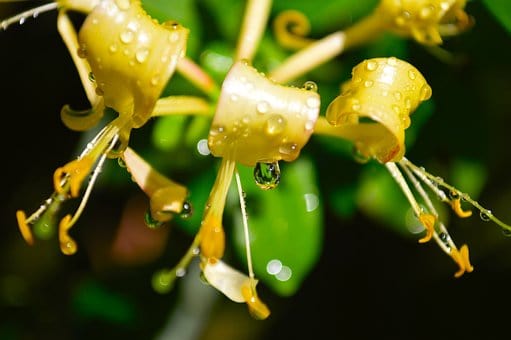Wiciokrzew japoński - Piękne kwiaty Lonicera japonica 6