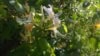 Wiciokrzew japoński - Piękne kwiaty Lonicera japonica 7