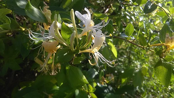 Wiciokrzew japoński - Piękne kwiaty Lonicera japonica 7
