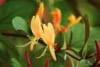 Wiciokrzew japoński - Piękne kwiaty Lonicera japonica 5