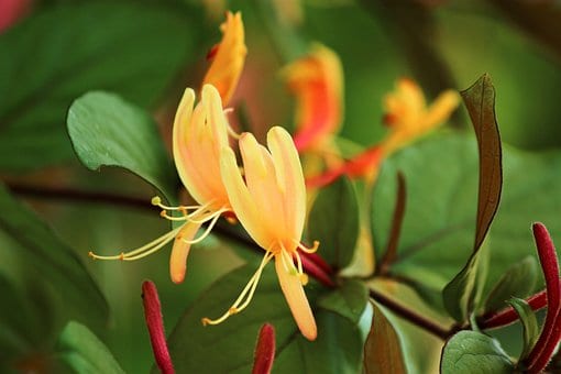 Wiciokrzew japoński - Piękne kwiaty Lonicera japonica 5