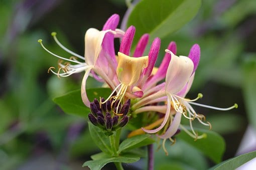 Wiciokrzew pomorski Serotina - PIEKNE PNĄCZE Lonicera periclymenum 'Serotina' 5