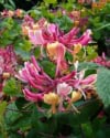 Wiciokrzew pomorski Serotina - PIEKNE PNĄCZE Lonicera periclymenum 'Serotina' 7