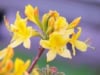 Azalia wielkokwiatowa Anneke - żółta Azalea 'Anneke' 2