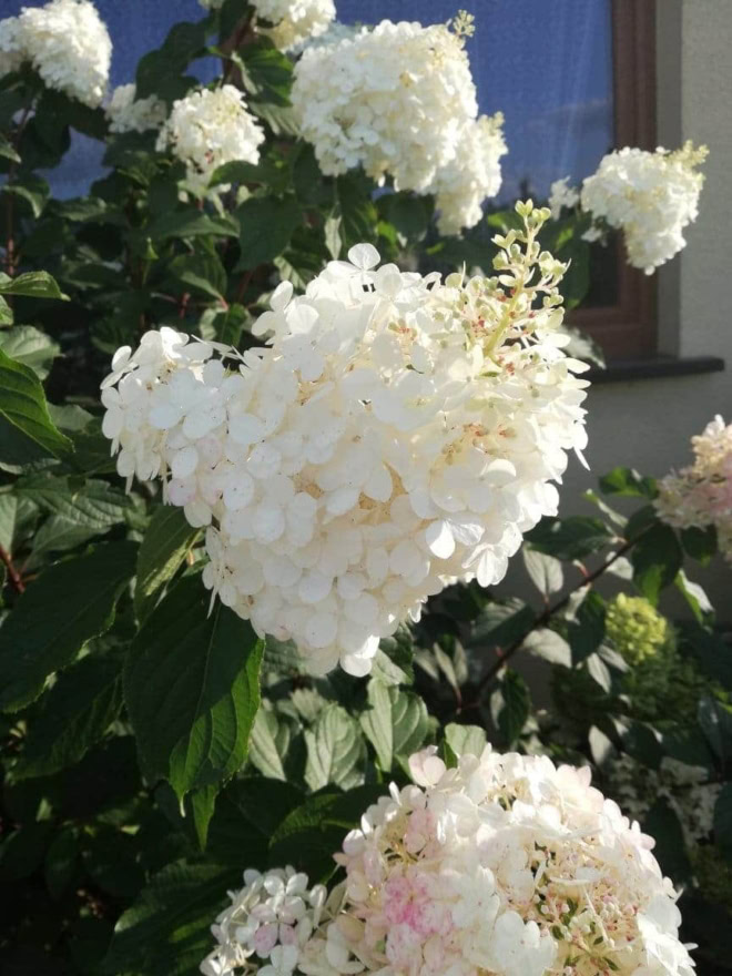 Hortensja POLAR BEAR - gigantyczne kwiaty Hydrangea paniculata 'Polar Bear' 3
