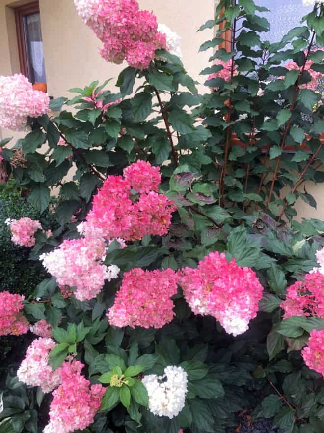 Hortensja SUNDAE FRAISE - Biało różowa Hydrangea paniculata 'Sundae Fraise' 6