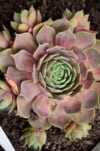 Rojnik Red Beauty czerwono-zielony sukulent Sempervirum Red Beauty czerwono 3
