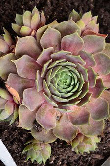 Rojnik Red Beauty czerwono-zielony sukulent Sempervirum Red Beauty czerwono 3