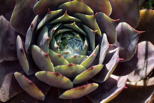 Rojnik Red Beauty czerwono-zielony sukulent Sempervirum Red Beauty czerwono 2