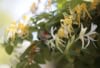 Wiciokrzew japoński - Piękne kwiaty Lonicera japonica 9
