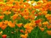 Mak syberyjski - pomarańczowa Papaver nudicaule 1