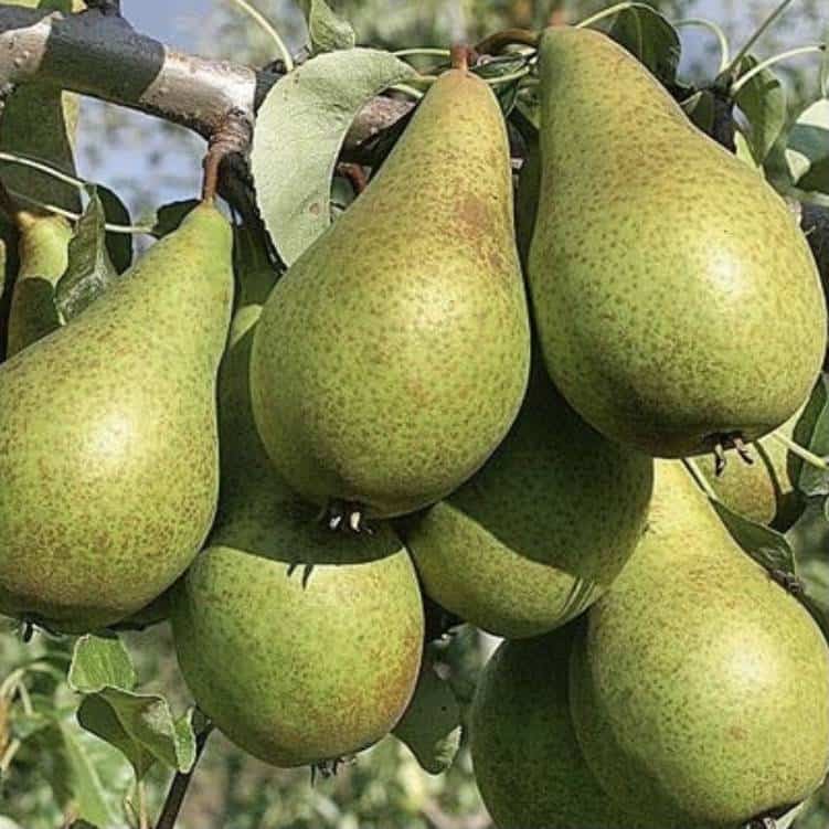 Grusza KONFERENCJA - Mało wymagająca Pyrus communis KONFERENCJA 1