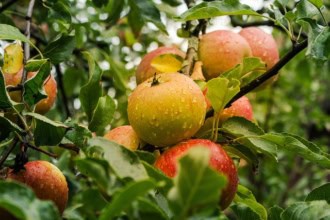 Jabłoń KOKSA POMARAŃCZOWA - bardzo słodka - kopana z gruntu Jabłoń KOKSA POMARAŃCZOWA 1