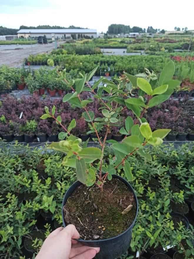 Jagoda kamczacka SINICZKA DORASTA DO 1,5 METRA Lonicera caerulea L. var. kamtschatica 'SINICZKA 7