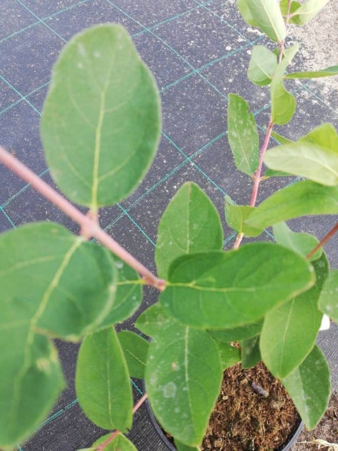 Jagoda kamczacka DUET - Soczyste i zdrowe owoce Lonicera caerulea L. var. kamtschatica 'DUET ' 3