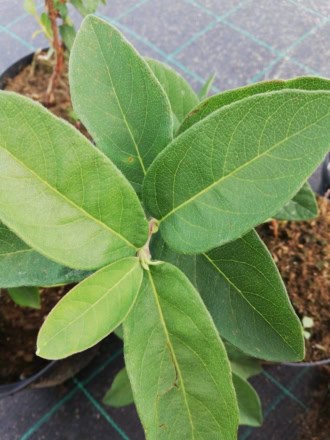 Jagoda Kamczacka HONEY BLUE - OWOCUJE NAWET 30 LAT Lonicera caerulea L. var. kamtschatica 'HONEY BLUE' 3