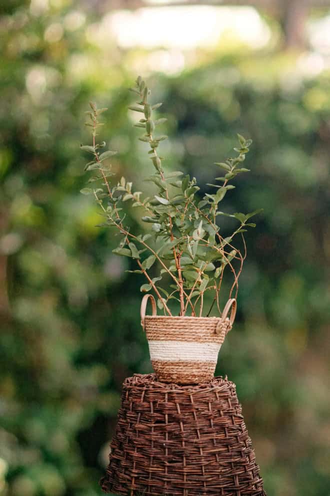 Jagoda kamczacka DOCZ VELIKAN - JEDNA ZE SŁODSZYCH Lonicera caerulea L. var. kamtschatica 'DOCZ VELIKAN' 2