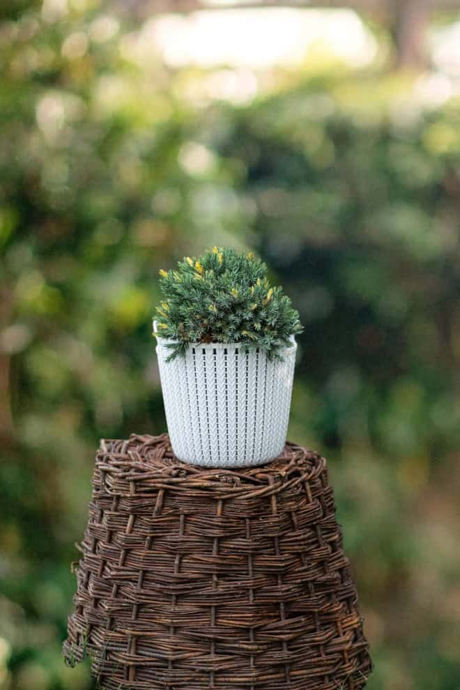 Jałowiec chiński EXPANSA VARIEGATA - nakrapiana sadzonka Juniperus chinensis 'Expansa Variegata 2