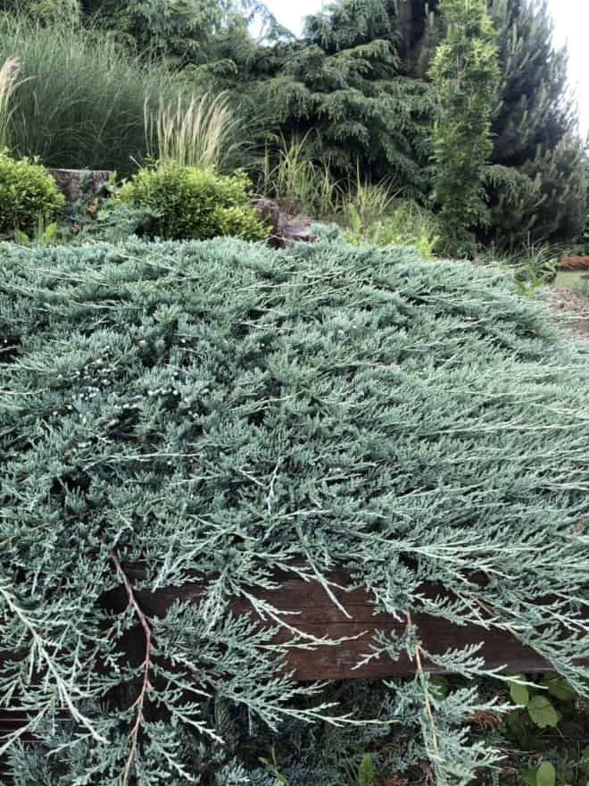 Jałowiec płożący Blue Chip - niebieski dywan Juniperus horizontalis Blue Chip 6