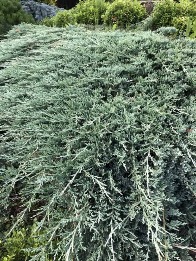 Jałowiec płożący Blue Chip - niebieski dywan Juniperus horizontalis Blue Chip 5