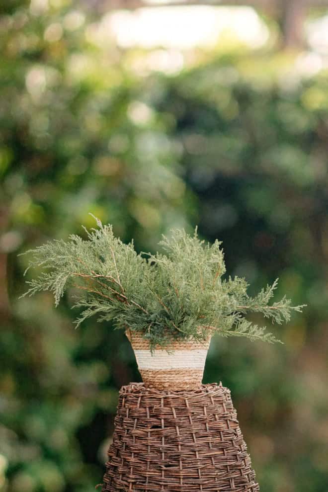 Jałowiec łuskowy Dream Joy - żółta gwiazda Juniperus squamata Dream Joy 2