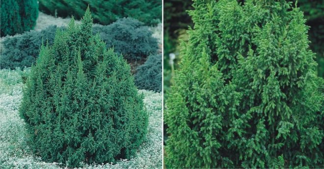 Jałowiec Pinga "Loderi" 20-35cm c2 (Juniperus pingii "Loderi") Juniperus pingii "Loderi" 1