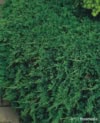 Jałowiec płożący "Wiltonii" 20-30cm c2 (Juniperus horizontalis"Wiltonii") Juniperus horizontalis"Wiltonii" 1