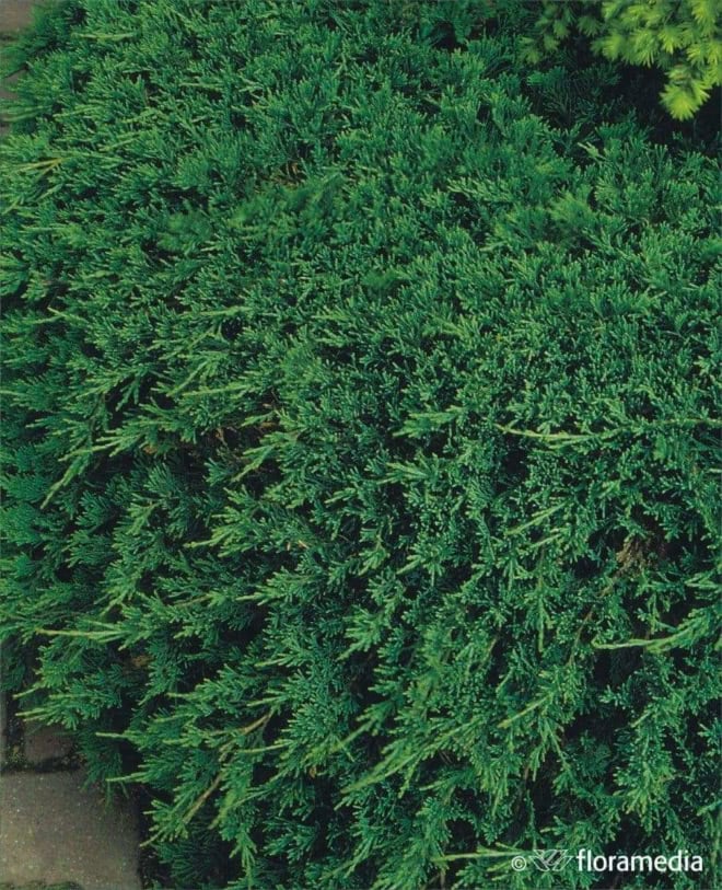 Jałowiec płożący "Wiltonii" 20-30cm c2 (Juniperus horizontalis"Wiltonii") Juniperus horizontalis"Wiltonii" 1