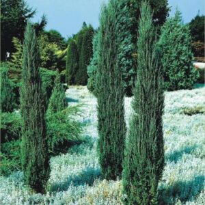Jałowiec skalny Blue Arrow - stożkowy na żywopłot Juniperus scopulorum Blue Arrow 6