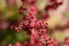 Berberys Thunberga Red Dream- Czerwona odmiana Berberis Thunbergii 'Red Dream' 3