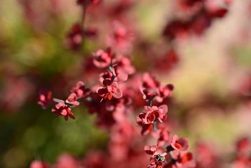 Berberys Thunberga Red Dream- Czerwona odmiana Berberis Thunbergii 'Red Dream' 3
