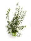 Jaśminowiec wonny - piękne kwiaty Philadelphus coronarius 3