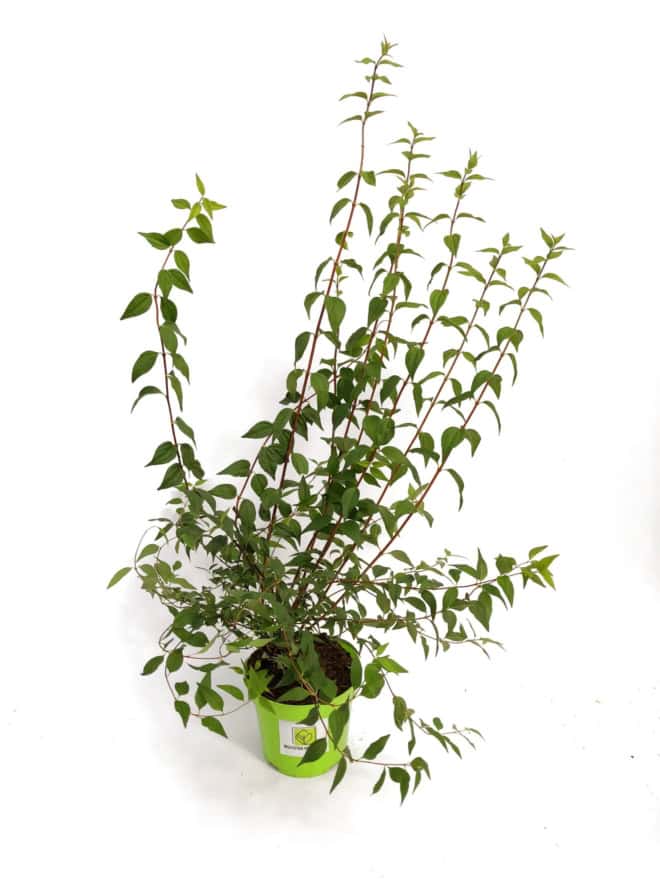 Jaśminowiec wonny - piękne kwiaty Philadelphus coronarius 3