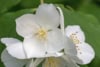 Jaśminowiec wonny Innocence - białe kwiaty Philadelphus coronarius 'Innocence ' 5