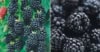 Jeżyna bezkolcowa Chester - Smaczna i jędrna Rubus fruticosus 'Chester' 1