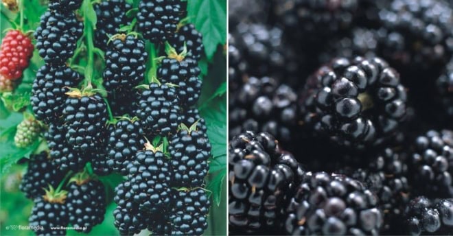 Jeżyna bezkolcowa Chester - Smaczna i jędrna Rubus fruticosus 'Chester' 1